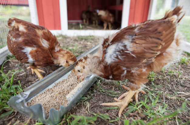 Baby Chick Health Guide: Essential Feeding Tips and Care — Roobeez